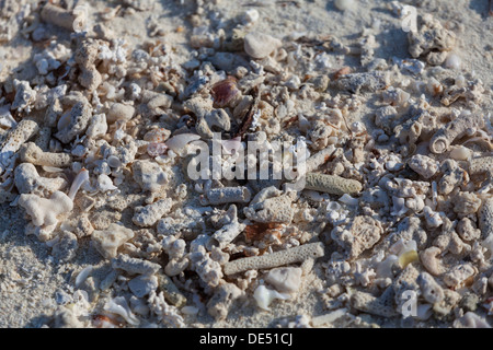 Korallensand Stockfoto