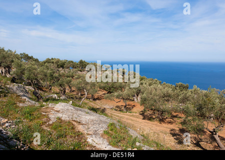 Alte Olivenbäume in der Nähe von Deià, Serra de Tramuntana, Nordwestküste, Mallorca, Mallorca, Balearen, Mittelmeer, Spanien Stockfoto