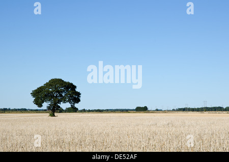 Solitär-Baum in einem Feld nach der Ernte Stockfoto