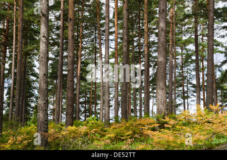 Kiefernstämmen und goldenen bracken Stockfoto