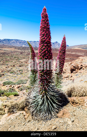 Tower of Jewels, rot Bugloss, Teneriffa Bugloss oder Mount Teide Bugloss (Echium Wildpretii), in Blüte, Teide-Nationalpark Stockfoto