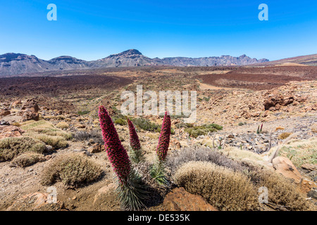 Rote Blüte Tower of Jewels oder Teneriffa Bugloss (Echium Wildpretii) im Parque Nacional de Las Cañadas del Teide, Teide Stockfoto