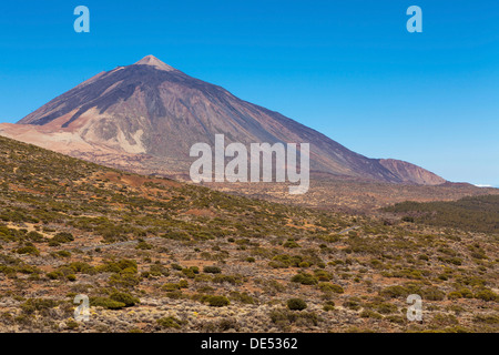 Landschaft mit Vegetation typisch für den Parque Nacional de Las Cañadas del Teide, Teide-Nationalpark, UNESCO World Natural Stockfoto