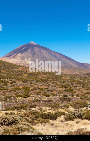 Landschaft mit Vegetation typisch für den Parque Nacional de Las Cañadas del Teide, Teide-Nationalpark, UNESCO World Natural Stockfoto