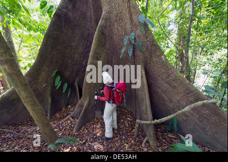 Wanderer vor die Strebepfeiler Wurzeln eines Kapok oder Seide – Cotton Tree (Ceiba Pentandra), Sirena, Corcovado Nationalpark Stockfoto