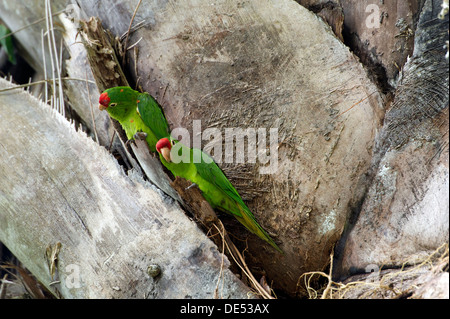 Finsch Sittich, Finsch Conure oder Crimson-fronted Sittich (Aratinga Finschi), Wilson botanische Gärten, San Vito Stockfoto