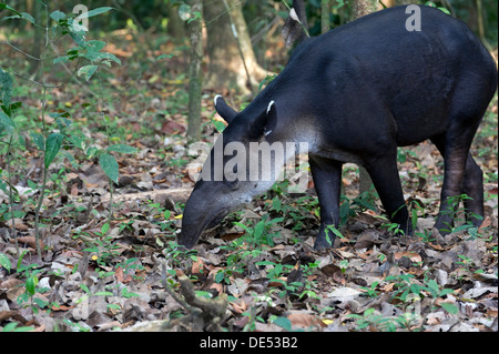 Mittelamerikanischen Tapir oder Baird Tapir (Tapirus Bairdii), Sirena, Corcovado National Park, Provinz Puntarenas, Costa Rica Stockfoto