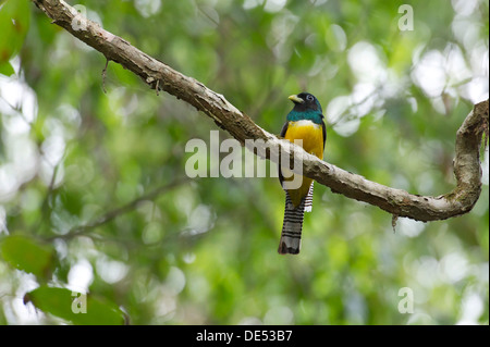 Black-throated Trogon (Trogon Rufus), Männlich, Sirena, Corcovado Nationalpark, Provinz Puntarenas, Costa Rica, Mittelamerika Stockfoto