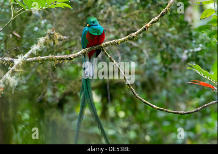 Resplendent Quetzal (Pharomacrus Mocinno), Männlich, San Gerardo de Dota, Provinz San José, Costa Rica, Mittelamerika Stockfoto