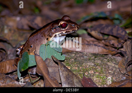 Savages Thin-toed Frosch (Leptodactylus Savagei), Dos Brazos, Halbinsel Osa, Provinz Puntarenas, Costa Rica, Mittelamerika Stockfoto