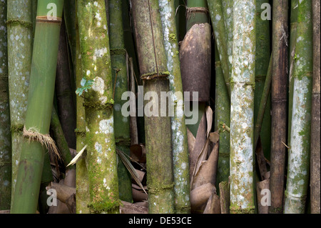 Bambus, Bambus (Bambuseae), Wilson Botanischer Garten, San Vito, Provinz Puntarenas, Costa Rica, Mittelamerika Stockfoto