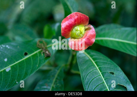 Wund-Mund Busch (Psychotria Poeppigiana, Cephalis Tomentosa), Monteverde, Provinz Puntarenas, Costa Rica, Mittelamerika Stockfoto