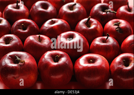 Bio-Äpfel, lila Cousinot, Eckenhaid, Ecktental, Middle Franconia, Bayern, Deutschland Stockfoto