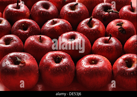 Bio-Äpfel, lila Cousinot, Eckenhaid, Ecktental, Middle Franconia, Bayern, Deutschland Stockfoto