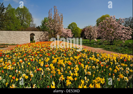 Bunten Blumenbeet mit Tulpen (Tulipa) und Narzissen (Narcissus) in einem städtischen Park, Nürnberg, Middle Franconia, Bayern Stockfoto