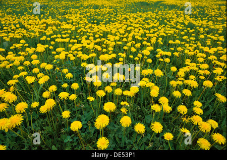 Blühenden Löwenzahn Wiese (Taraxacum Sect. Ruderalia), Weißenohe, Fränkische Schweiz, Upper Franconia, Bayern, Deutschland Stockfoto