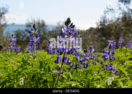 Blaue Lupine oder schmale blätterte Lupine (Lupinus Angustifolius), Troas, Calderafelsen, Marmara Region, Türkei Stockfoto