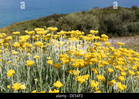 Blühende Pflanze Curry (Helichrysum unsere), Dilek Nationalpark, Kusadasi, Aydin Provinz, Ägäis, Türkei Stockfoto