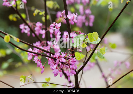 Blühender Judasbaum (Cercis Siliquastrum), Dilek Nationalpark, Kusadasi, Aydin Provinz, Ägäis, Türkei Stockfoto