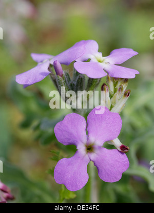 Drei gehörnten Lager (Matthiola Tricuspidata), Blütenstand, Dilek Nationalpark, Kusadasi, Aydin Provinz, Ägäis Stockfoto