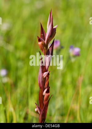 Lange Lippen Serapias oder Pflug-Share Serapias (Serapias Vomeracea SSP. Laxiflora), Orchidee, See Bafa, Muğla Provinz Stockfoto