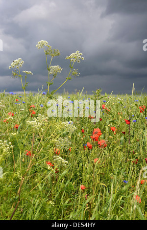 Mais-Feld mit Klatschmohn (Papaver Rhoeas), Kornblumen (Centaurea Cyanus) während eines Gewitters Stockfoto