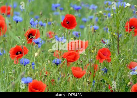 Feld Struktur mit blühenden Mohn (Papaver rhoeas)- und Kornblumen (Centaurea cyanus), Rennsteig, Blankenstein, Thüringen Stockfoto