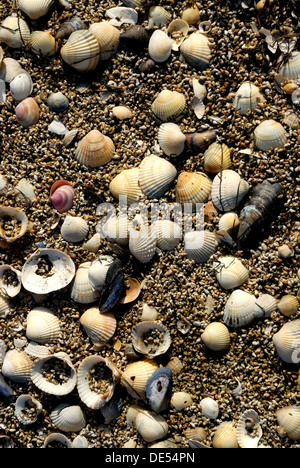 Leere Muscheln am Strand Stockfoto