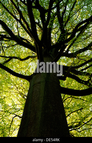 Alte Europäische Buche (Fagus sylvatica) im Frühjahr, Wurmperspektive Stockfoto