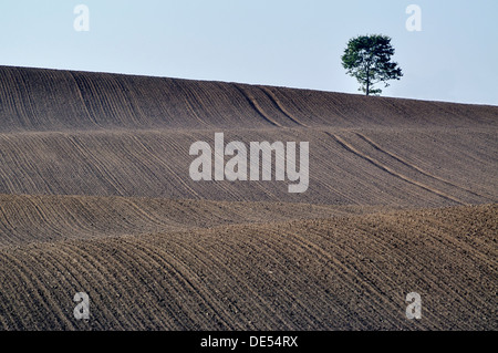 Einsame Eiche (Quercus robur), gelöscht, Kulturlandschaft, Rendsburg-Eckernförde, Schleswig - Holstein Stockfoto