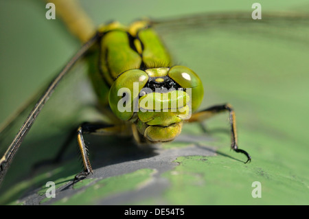 Grüne snaketail (Ophiogomphus cecilia), landesweite stark bedrohte und streng geschützte Arten in Deutschland, wird Anhang II des Stockfoto