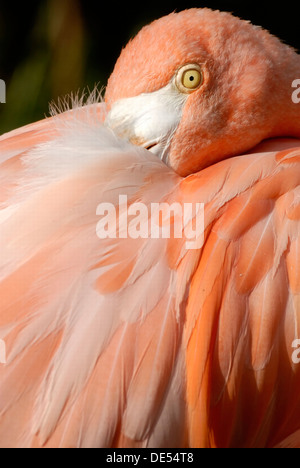 Karibik Flamingo (phoenicopterus ruber ruber), Detail Stockfoto