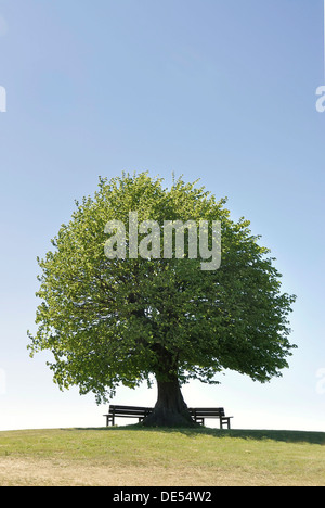 Linde (Tilia spec) mit Bank, einsamen Baum einen Hügel, Rendsburg-Eckernförde, Schleswig - Holstein Stockfoto