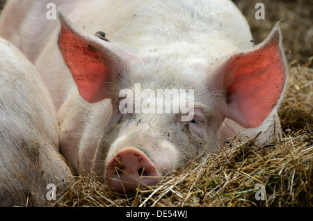 Hausschwein (Sus scrofa domestica), stallung mit Free-Bereich und Stroh Betten, ökologischer Landbau, schleswig-holstein Stockfoto