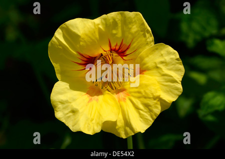 Kapuzinerkresse, Indische Kresse oder Mönche Kresse (tropaeolum majus), gelbe Blume, moriani, Korsika, Frankreich, Europa Stockfoto