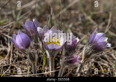 Küchenschellen (Pulsatilla Patens) aka "Krokus" in den Colorado Rockies Stockfoto