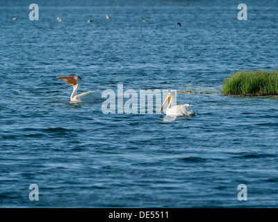 Ein paar amerikanische weiße Pelikane (Pelecanus Erythrorhynchos) ein wenig für das Abendessen fangen im Kolorados St. Vrain State Park Stockfoto