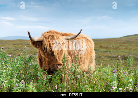 Scottish Highland Cattle oder Kyloe Weiden auf Distel Blumen, nördlichen Schottland, Schottland, Vereinigtes Königreich, Europa Stockfoto