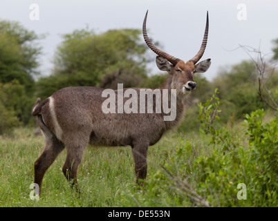 Männliche Wasserbock im Buschland. Reife Hörner Stockfoto