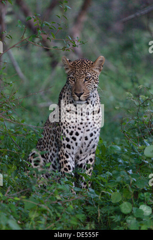 Leopard am Straßenrand sitzen Stockfoto