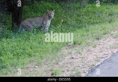Leopard am Straßenrand sitzen Stockfoto