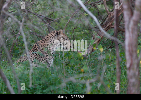Leopard am Straßenrand sitzen Stockfoto