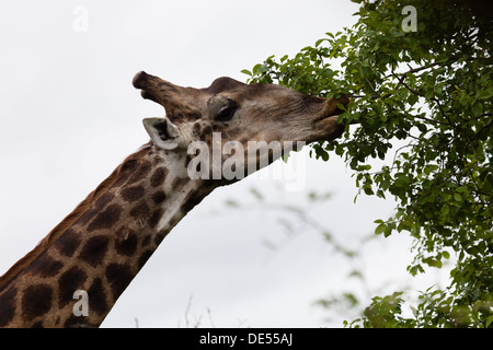 In der Nähe von Giraffen Essen vom Baum Stockfoto