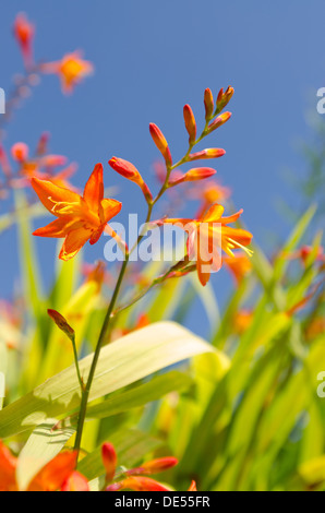 Crocosmia Gattung Iridaceae Coppertips Sternschnuppen Montbretia Blumen gegen grüne schlanke Klinge hinterlässt blauen Himmel Stockfoto