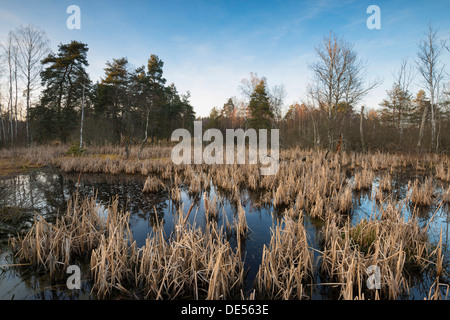 Moor im Schwenninger Moos Nature Reserve, Schwarzwald, Villingen in Baden-Württemberg, Deutschland Stockfoto