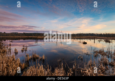 See im Schwenninger Moos, Naturschutzgebiet, Villingen-Schwenningen, Schwarzwald, Baden-Württemberg, Deutschland Stockfoto