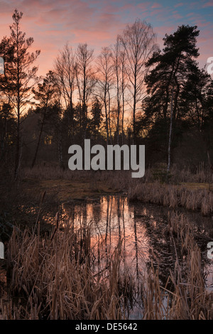 Moor im Schwenninger Moos Nature Reserve, Schwarzwald, Villingen in Baden-Württemberg, Deutschland Stockfoto