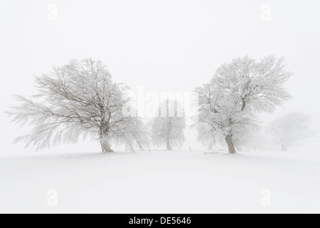 Europäische Buche (Fagus Sylvatica), Wind-gebogen Buche auf Schauinsland Berg im Winter, Breisgau, Schwarzwald Stockfoto