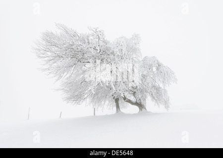 Europäische Buche (Fagus Sylvatica), Wind-gebogen Buche auf Schauinsland Berg im Winter, Breisgau, Schwarzwald Stockfoto