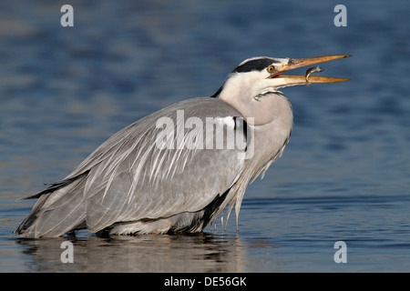 Graureiher (Ardea Cinerea) mit Beute, Stichling, Strohauser Plate, Landkreis Wesermarsch, Niedersachsen Stockfoto